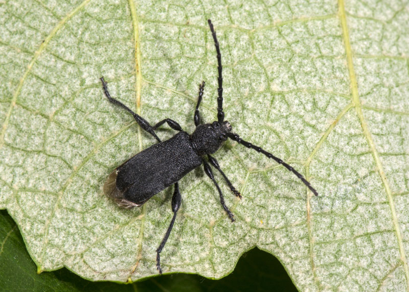 Cerambycidae:  Ropalopus clavipes, femmina